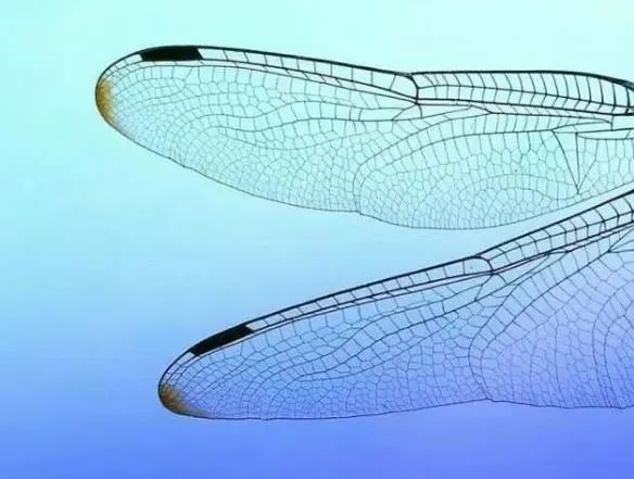 1650616271791557.jpg 0b47be22921f781535decfee826961c5.jpg