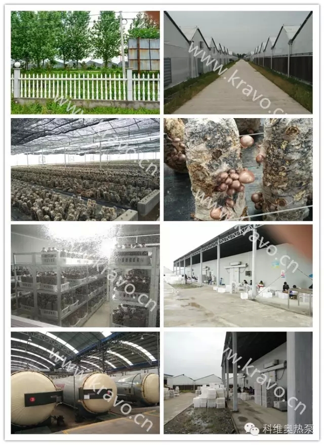 1440137384181504.jpg 熱泵干燥技術在食用菌1.webp.jpg